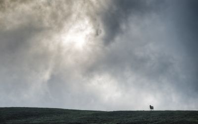 Photo of a lone sheep in the distance to illustrate the article Learning From the Parable of the Lost Sheep